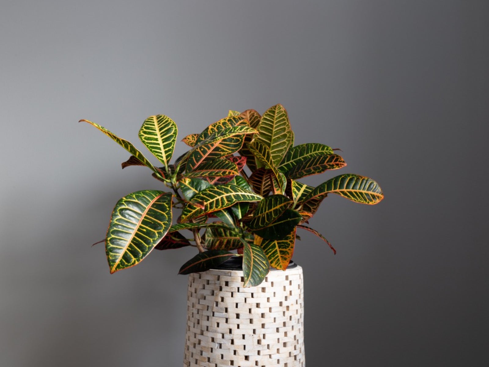 Plante de Croton en pot d'intérieur