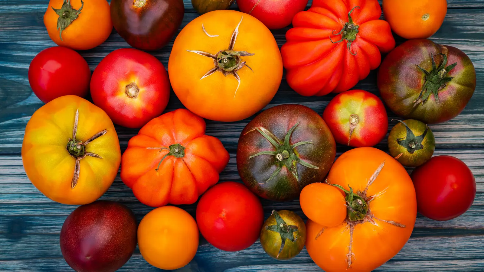 7 conseils utiles pour de plus grosses récoltes de tomates. Pas de "trucs" miraculeux