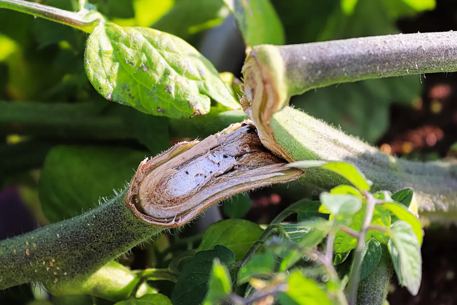 Au lieu de les jeter, enracinez-les. C'est ainsi que les jardiniers sauvent les tomates cassées
