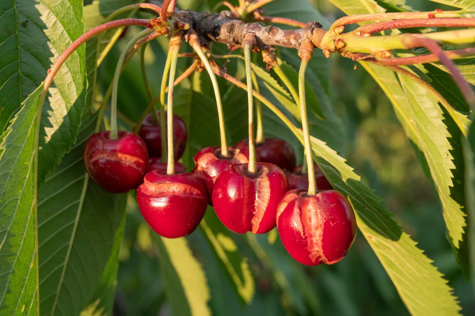 Casser des cerises. Comment protéger les cerises des fissures ?
