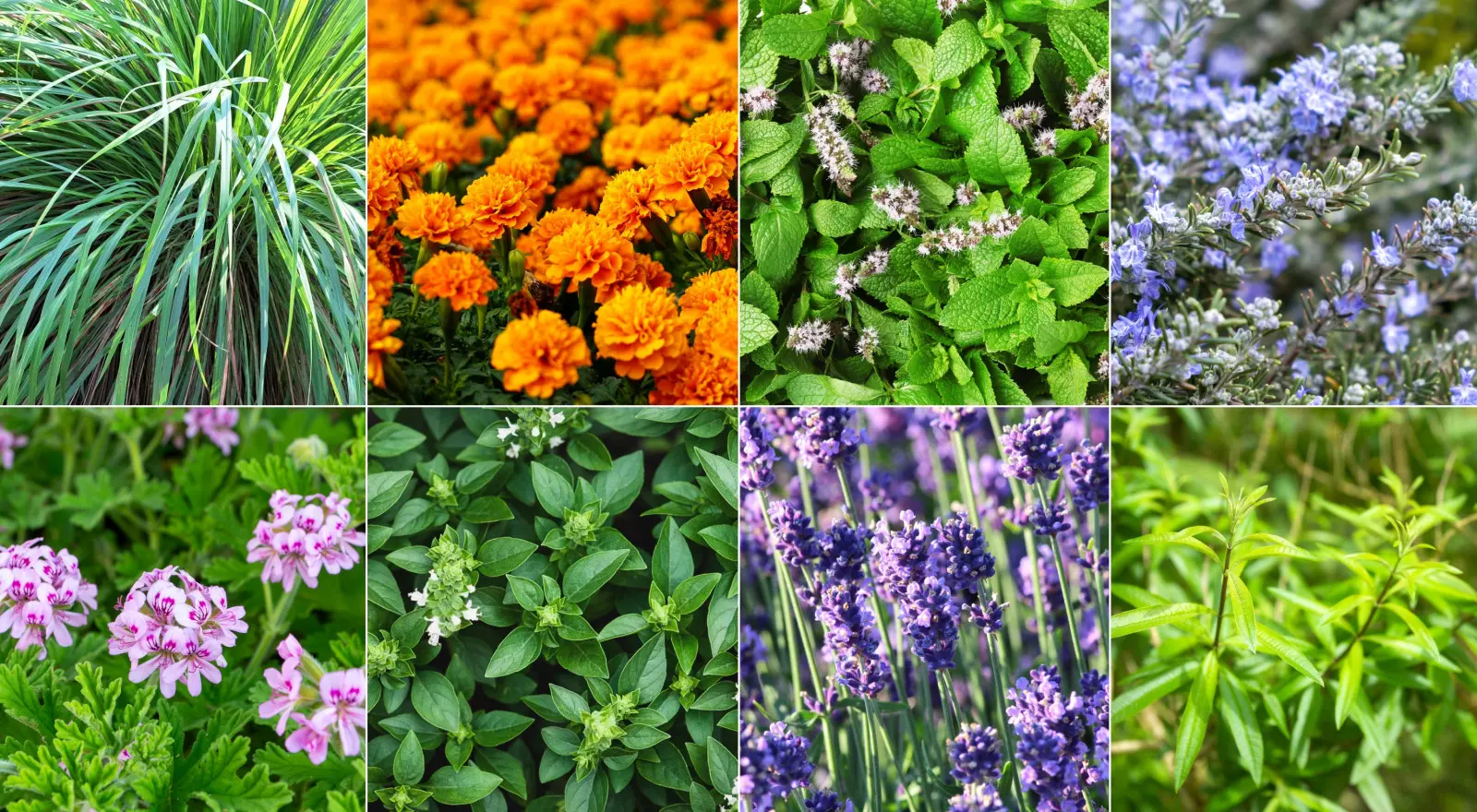 Ces 8 plantes odorantes incitent les moustiques et les moucherons à "aller ailleurs"