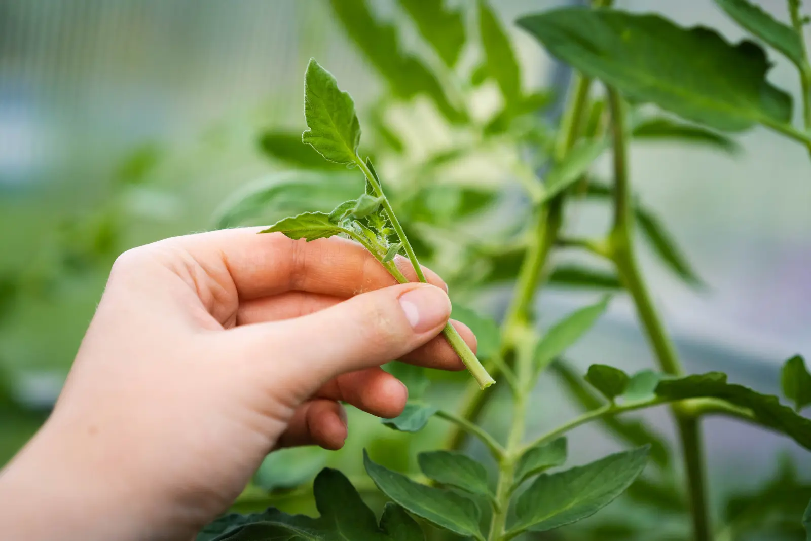 Comment et quand cueillir des loups dans les tomates ? Une erreur vous privera de vos récoltes