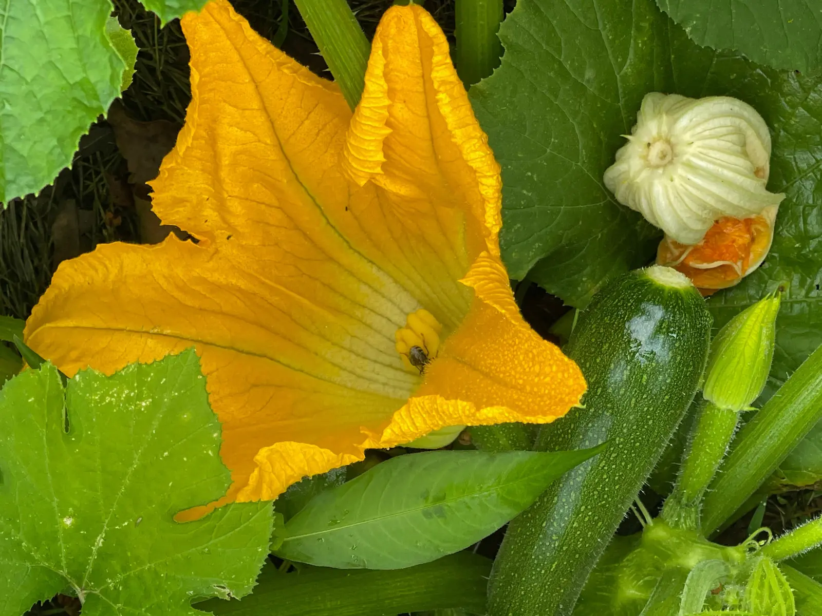 Comment polliniser les courgettes à la main ? C'est facile, mais il faut être capable de faire la différence entre les fleurs mâles et femelles.