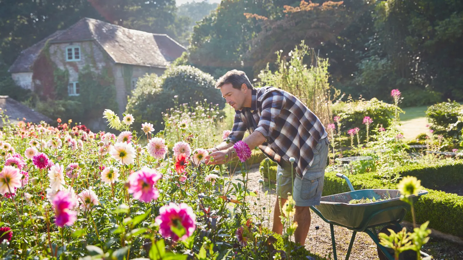 Comment rendre les dahlias délicieux jusqu'à l'automne ? Le secret réside dans le nappage systématique