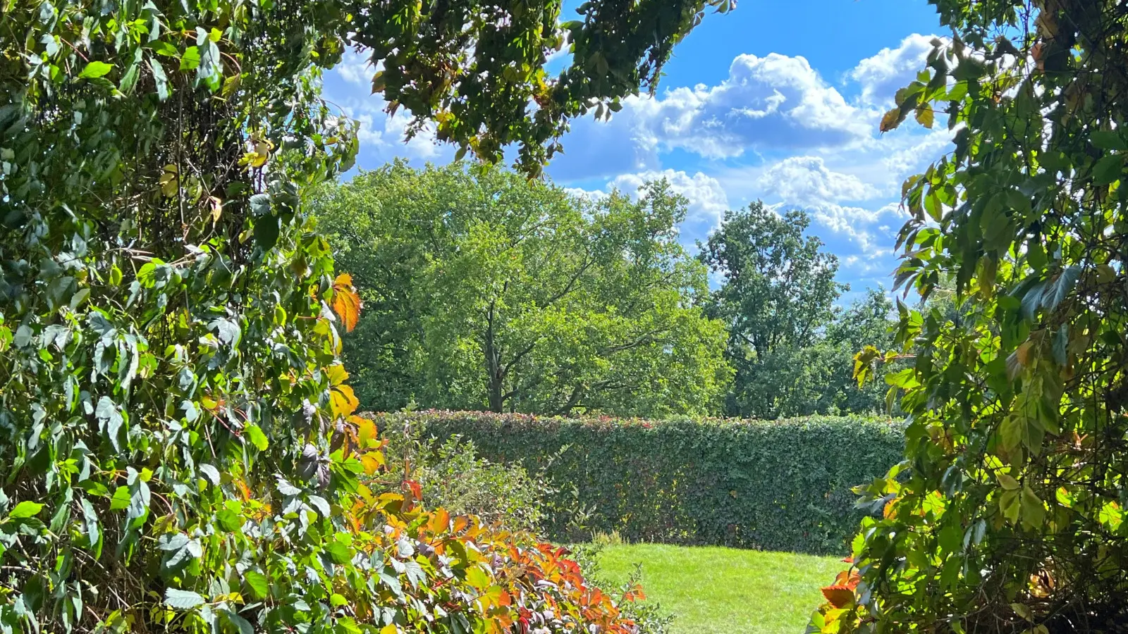 Connaître les vignes éprouvées à planter près de la clôture