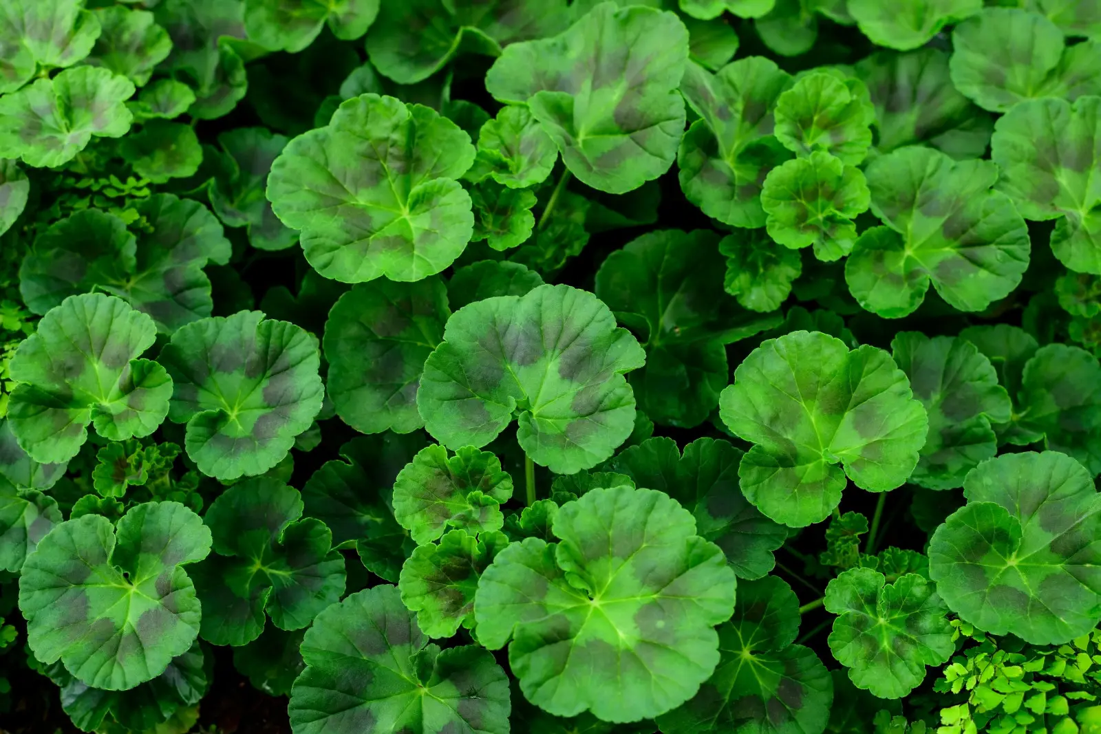 De belles feuilles, pas de fleurs ? Les géraniums donnent un signal clair : changez d’engrais !