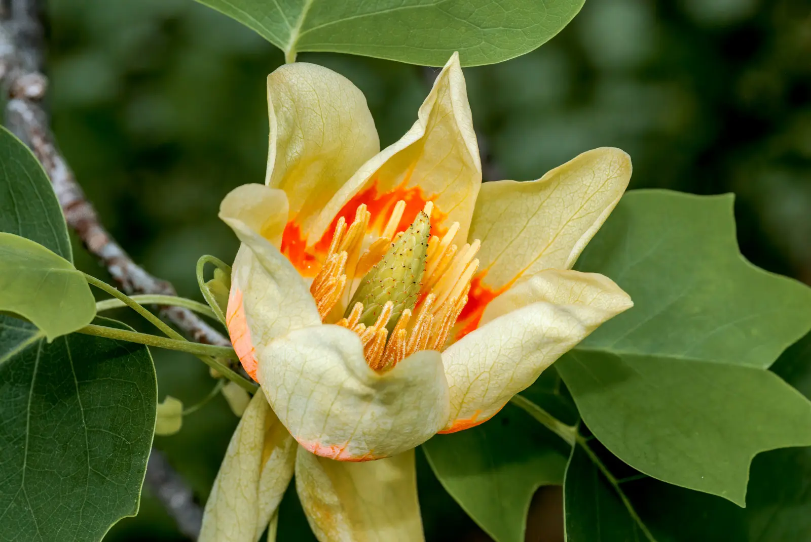 De plus en plus de gens le plantent à la place du magnolia. La raison est visible en été et en automne