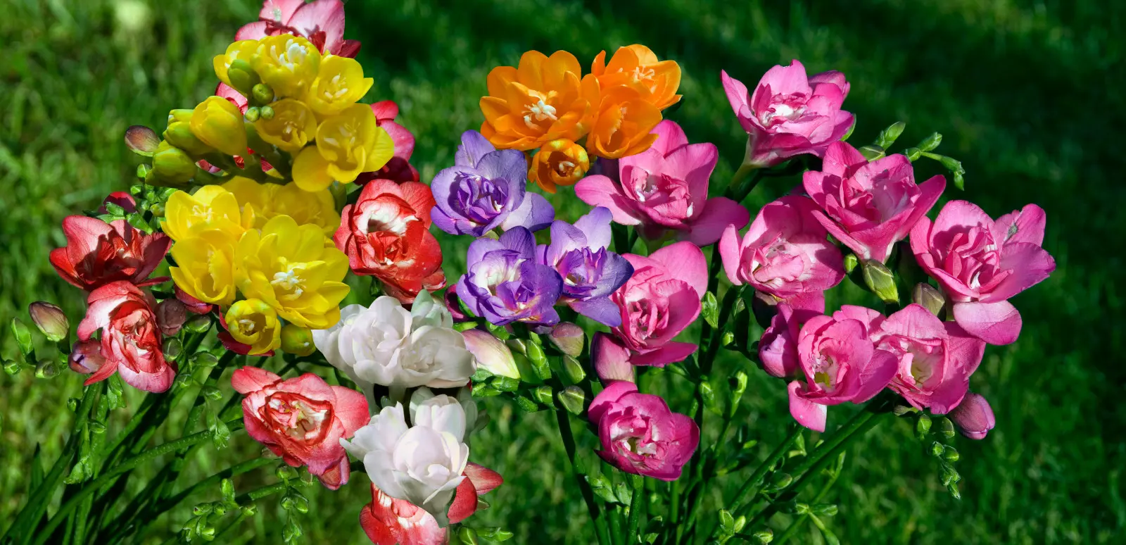 Des freesias dans le jardin ? C'est plus facile qu'il n'y paraît