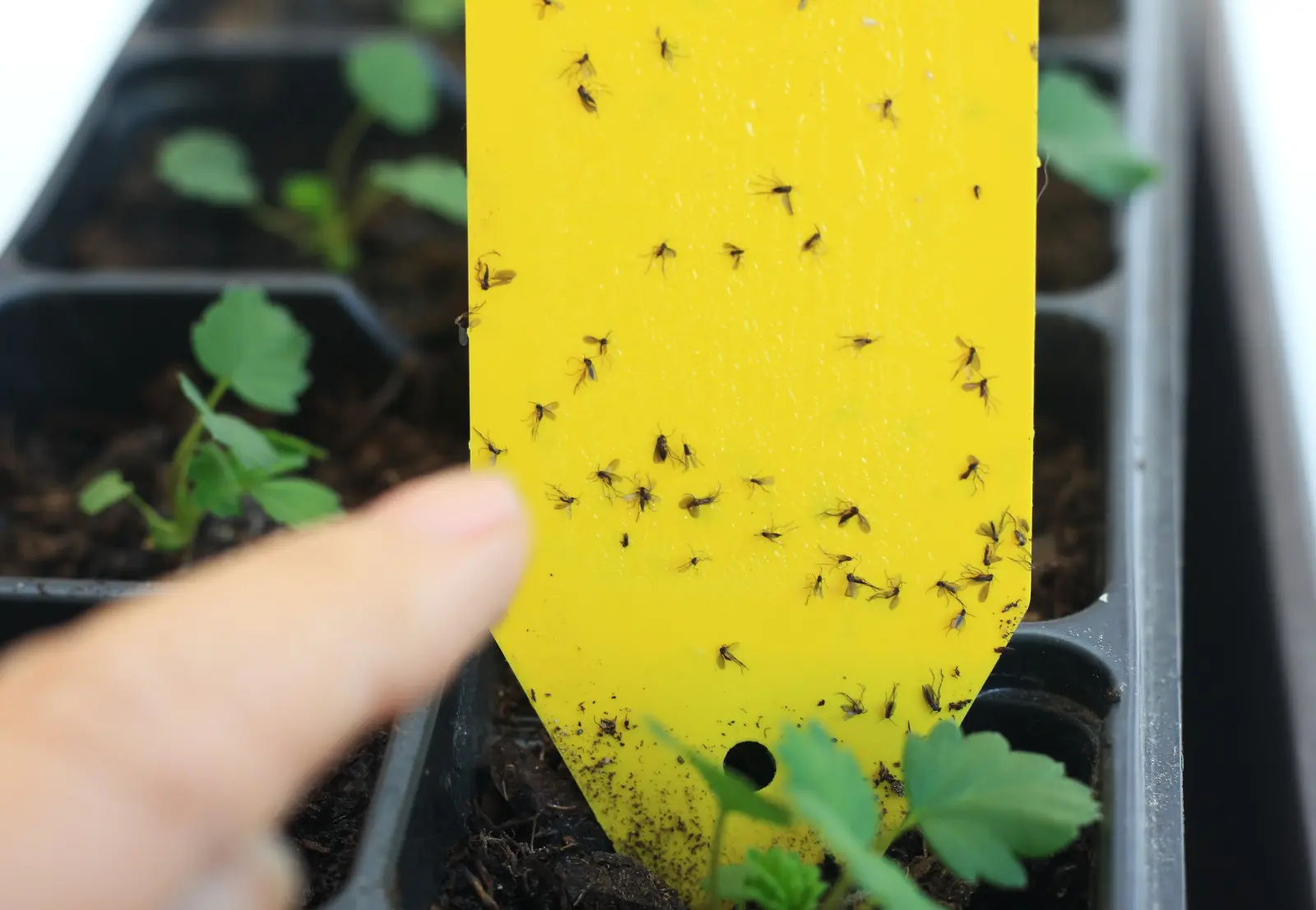 Est-ce qu'ils traînent autour des pots de fleurs ? C'est un signe qu'il vaut la peine de vérifier le sol