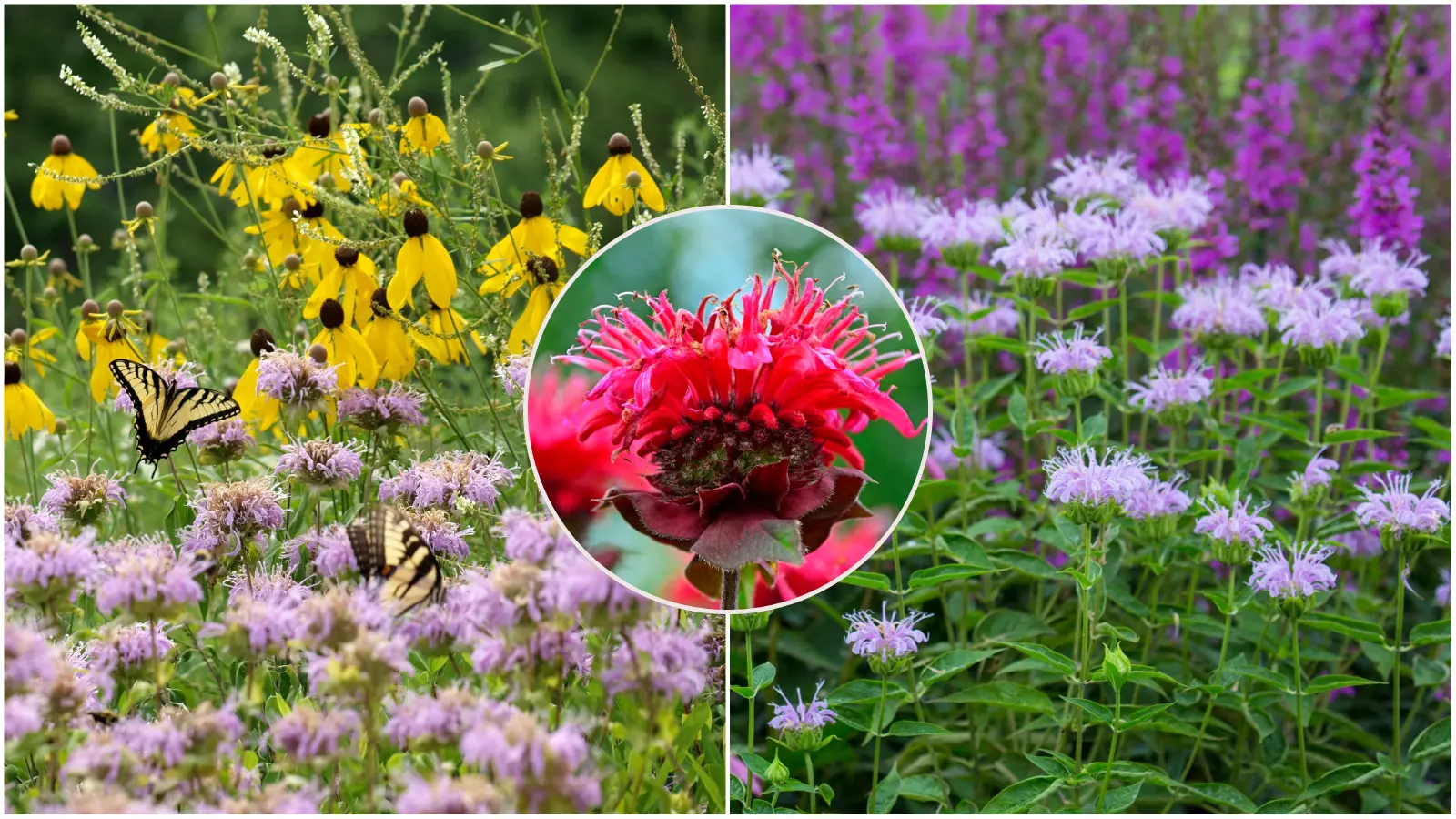 Existe-t-il une plante qui sent la bergamote ? Cette plante vivace sans problème est un succès dans les bordures naturalistes