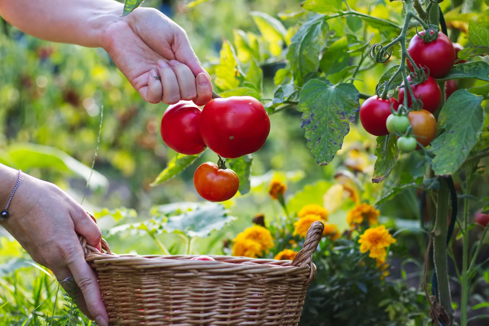 Faites cela pour les tomates en juin. Il y aura plus de fruits et ils seront plus gros