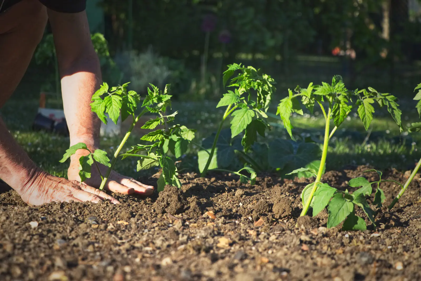 Jusqu’à quand peut-on planter des tomates ? De nombreux jardiniers se trompent encore
