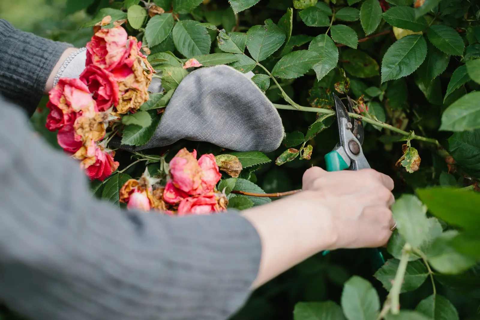 La plupart des gens le font mal. Oui, les roses ne doivent pas être coupées après la floraison