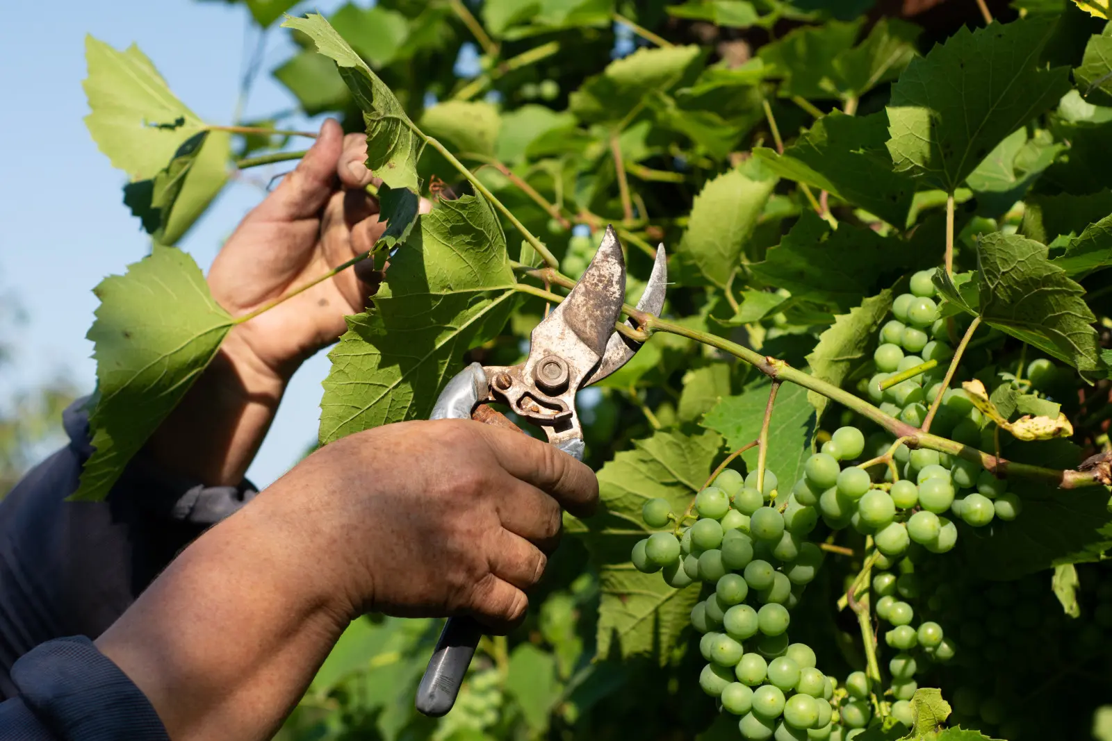 La vigne est-elle envahie de feuilles ? Un traitement rendra les raisins plus savoureux
