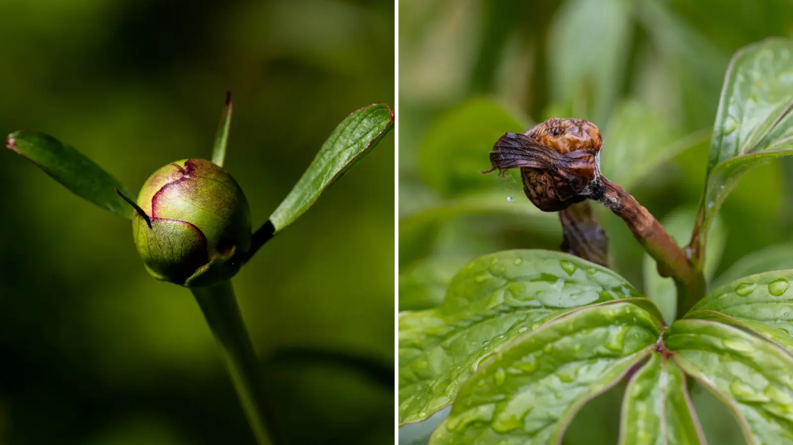 Les bourgeons de pivoine brunissent et meurent. Vérifiez quelle erreur vous avez commise