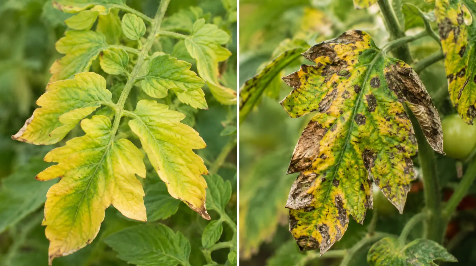 Les feuilles jaunes sont un avertissement, mais pas une condamnation à mort pour les tomates