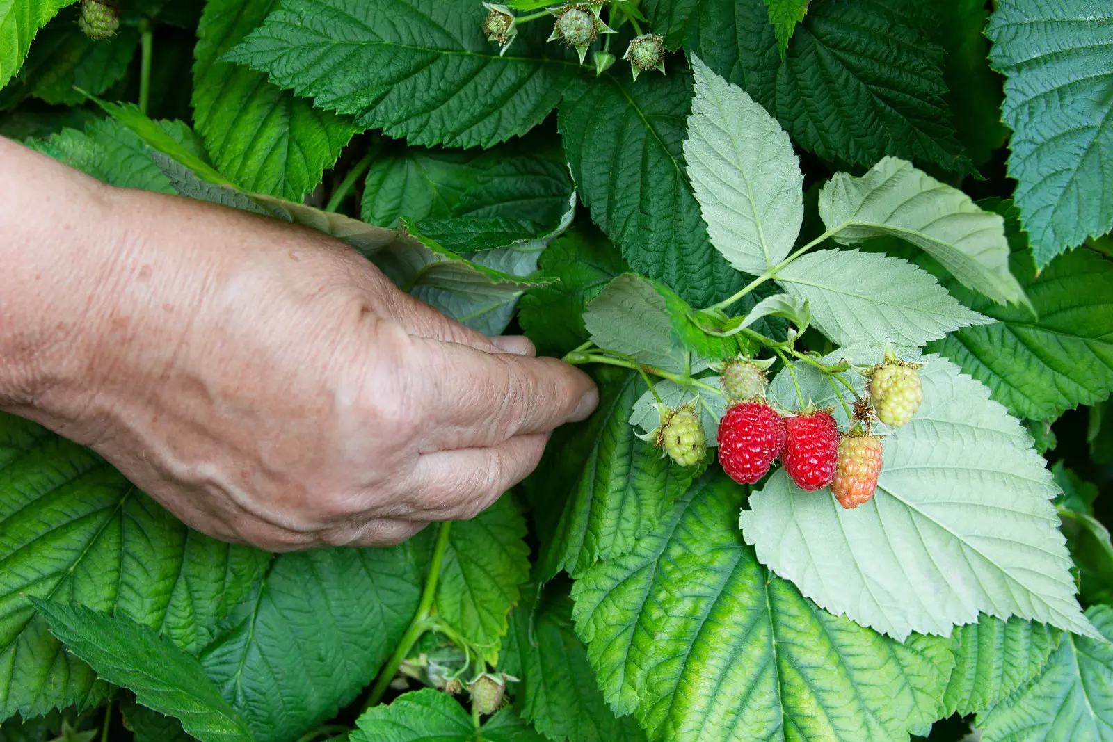 Les framboises portent déjà leurs fruits ? Une erreur les rendra petits et aigres