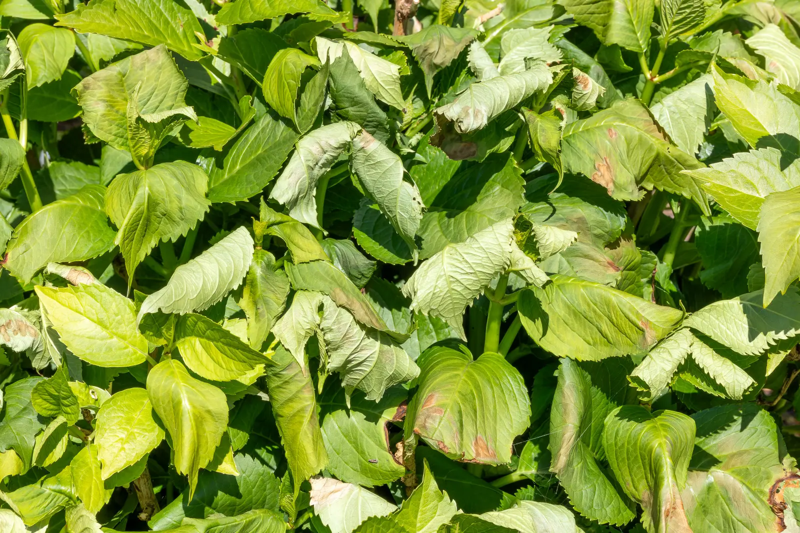 Les hortensias souffrent lors d’une canicule. Voici comment distinguer le stress thermique de la sécheresse