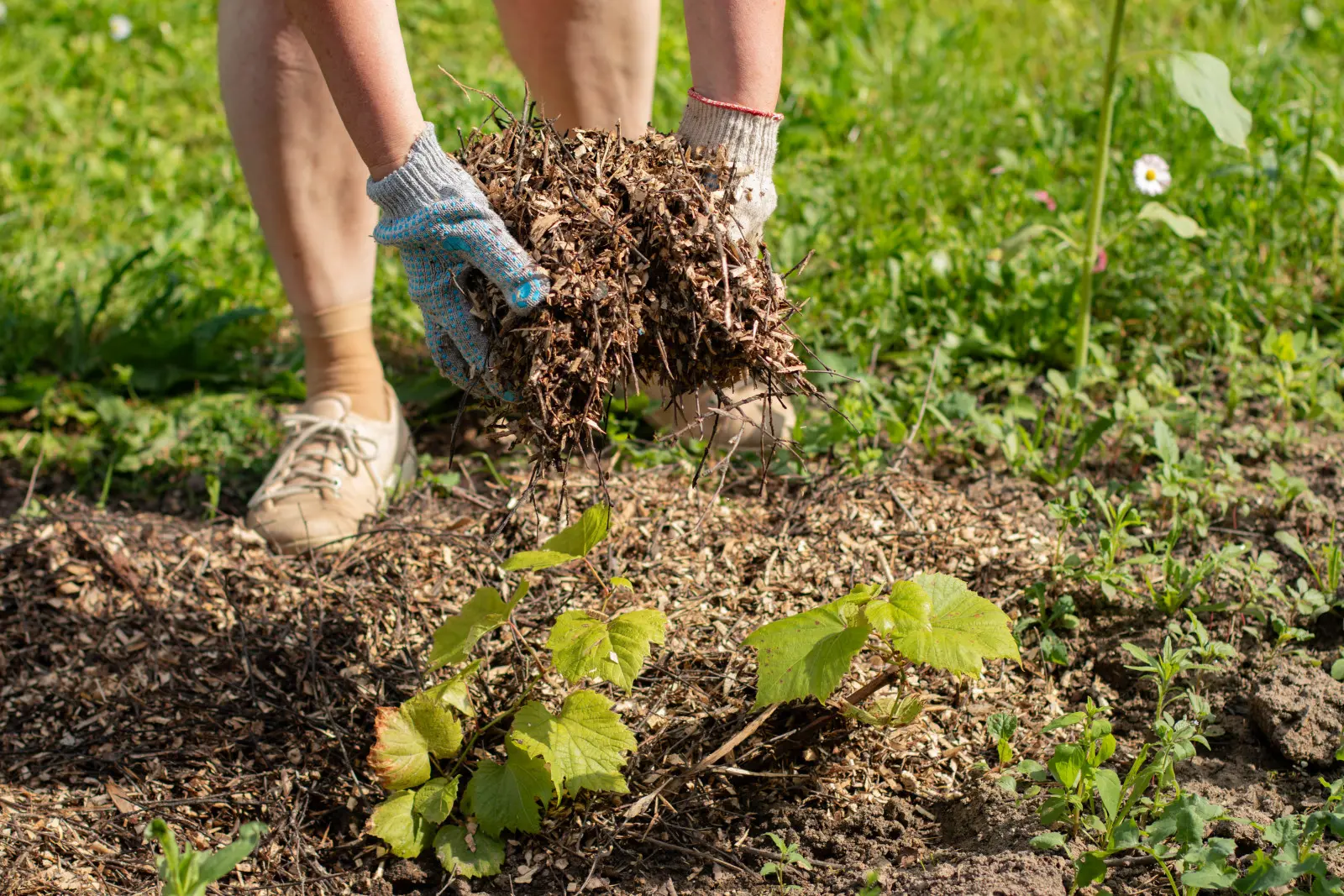 Les jardiniers le font avant les fortes chaleurs. Les plantes tolèrent beaucoup mieux les températures élevées