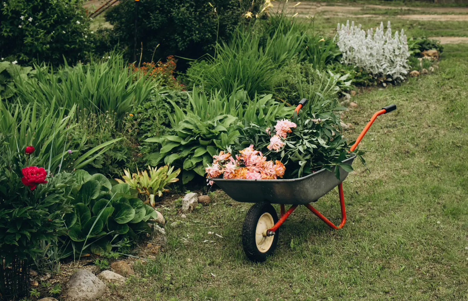 Les pivoines sont déjà en fleurs ? Ne prenez pas encore les sécateurs