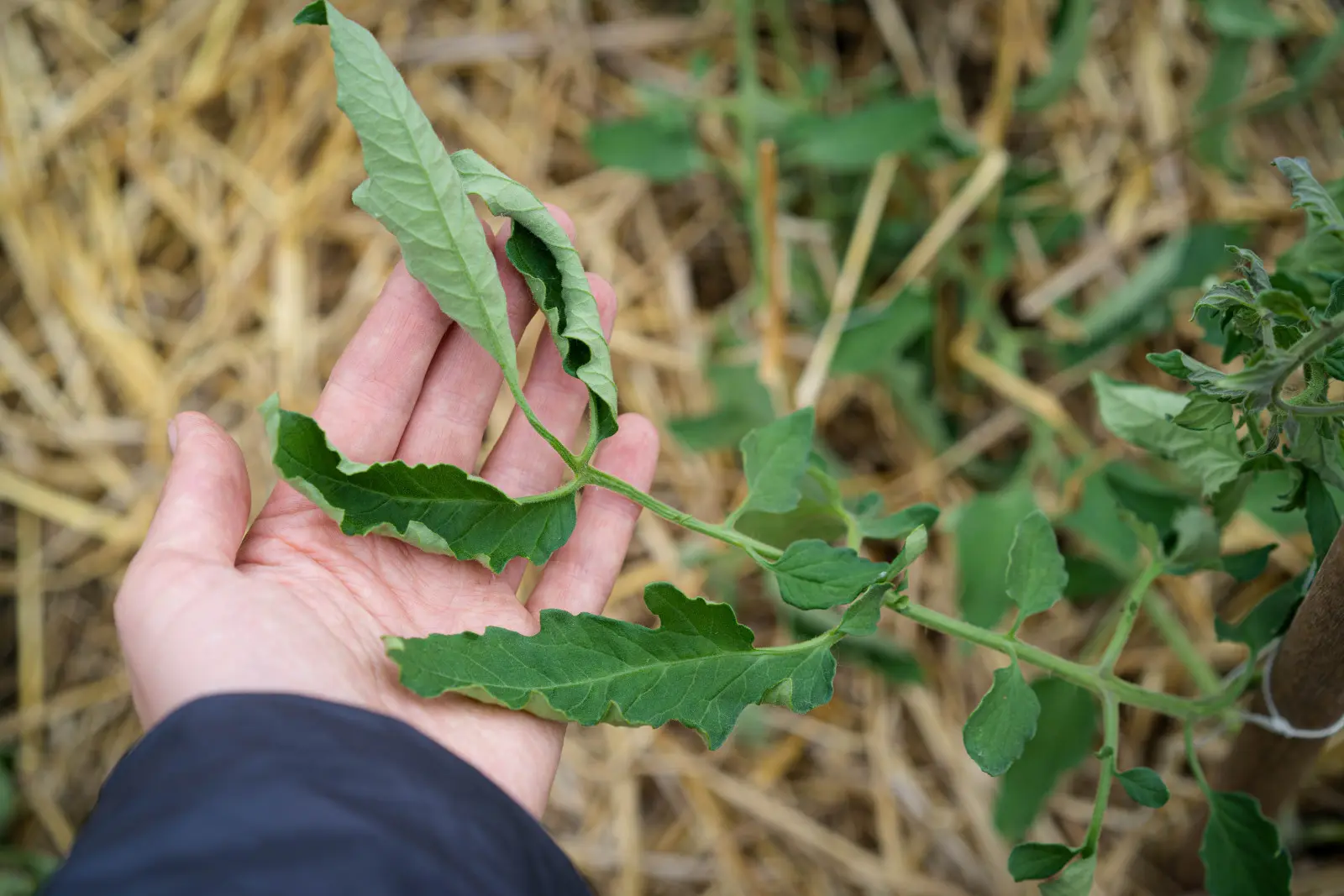 Les tomates ont l'air malades ? Parfois, la chaleur et l’arrosage sont en cause