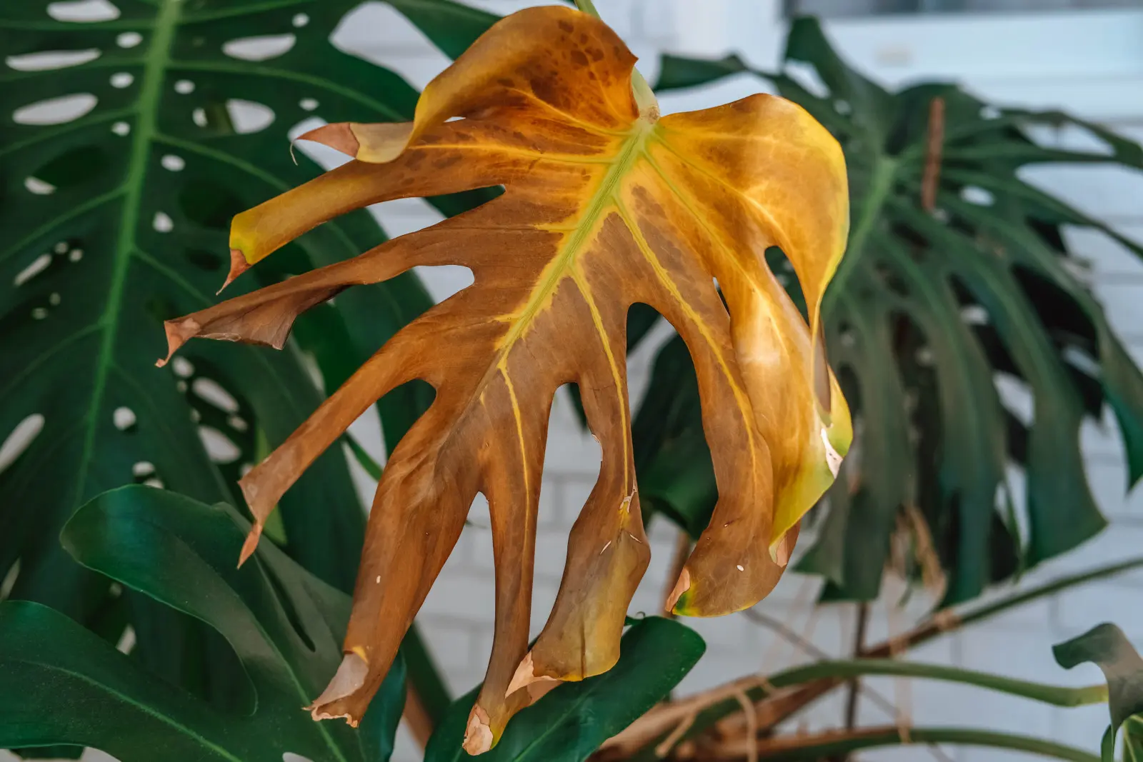 Monstera dépérit-il après l'arrosage ? Cela vaut la peine de vérifier l'état des racines