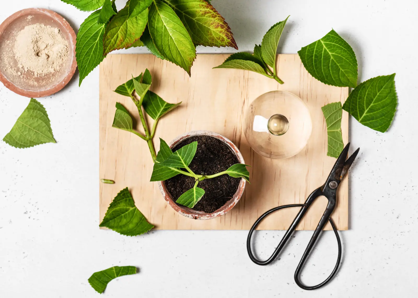 N'achetez pas de nouveaux plants. Vous pouvez multiplier vous-même de nombreuses plantes en été