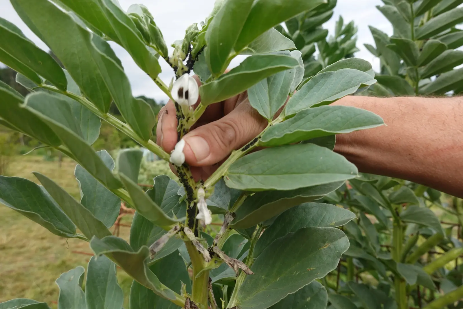 Ne pulvérisez pas de pesticides tout de suite. Voici comment se débarrasser des pucerons des fèves