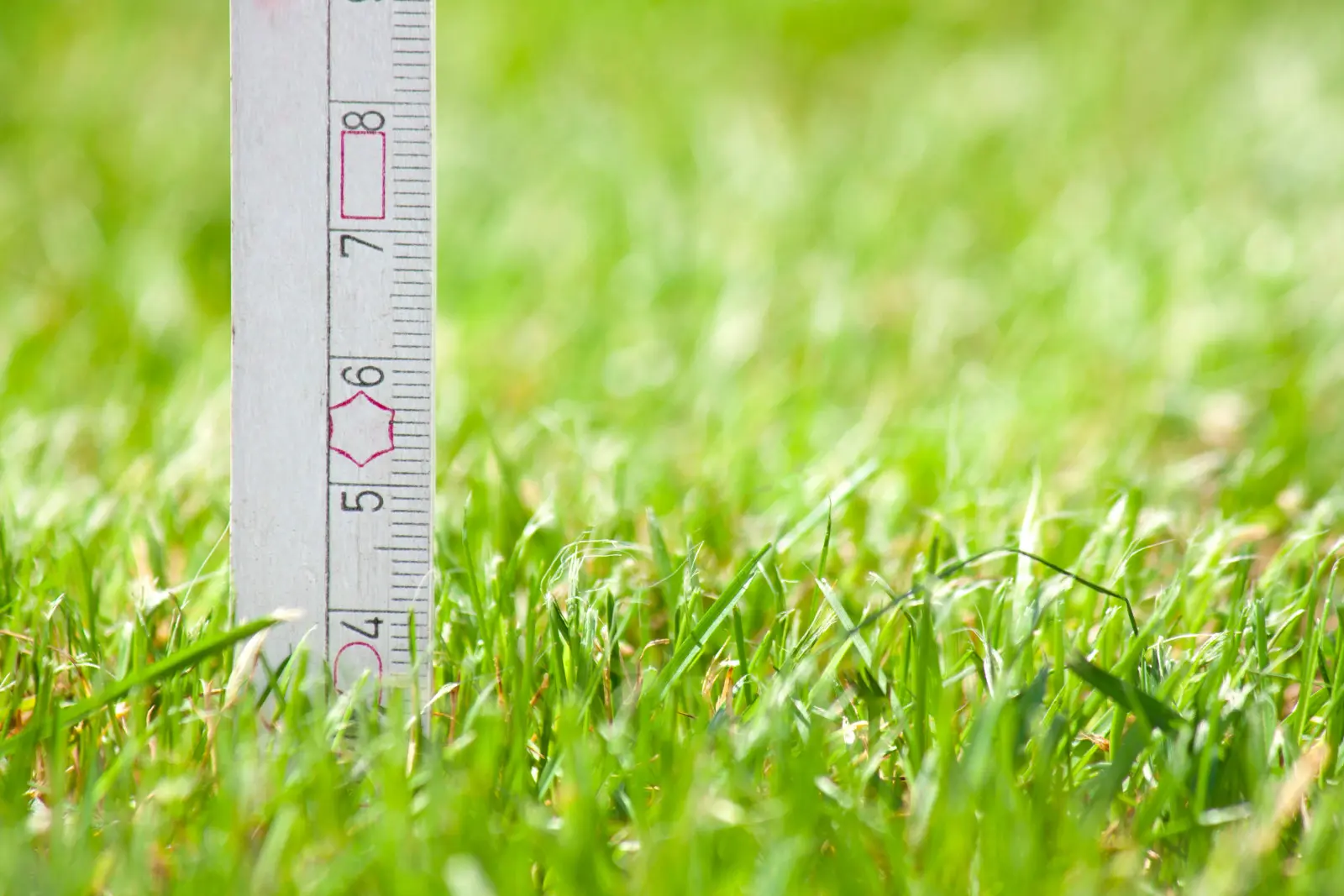 Ne tondez pas si bas en été. L'herbe vous le montrera rapidement