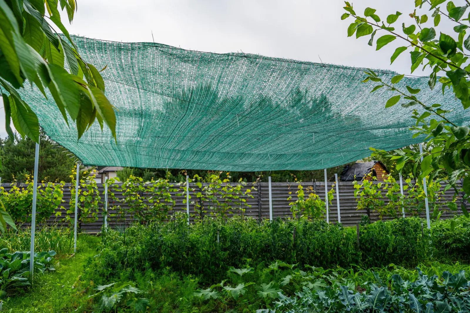 Potager avant la canicule. Que faire aujourd’hui pour ne pas sauver les plantes demain ?