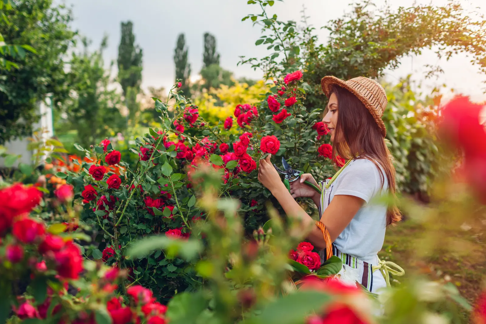 Quand les roses fleurissent-elles et pourquoi pas toujours quand elles le devraient ?