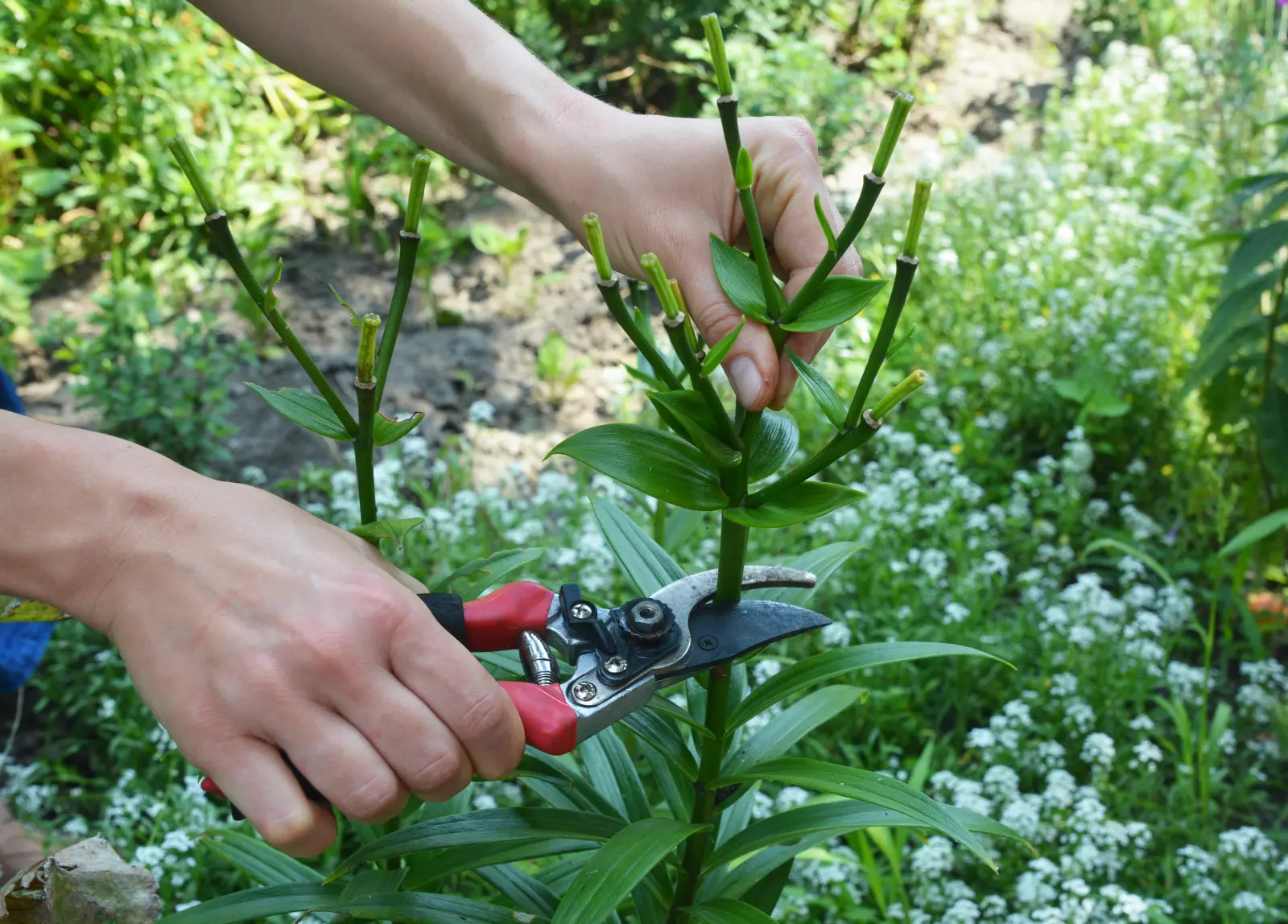 Quand tailler les lys ? Une erreur peut gâcher la floraison de l'année prochaine