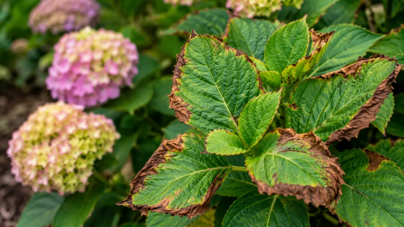 Toutes les taches ne sont pas nécessairement synonymes de maladie. Les hortensias souffrent souvent pour une autre raison