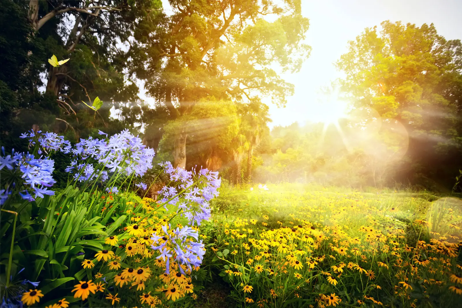 Un jardin contre la sécheresse et la chaleur. Ces solutions permettent d'économiser de l'eau, du temps et des nerfs