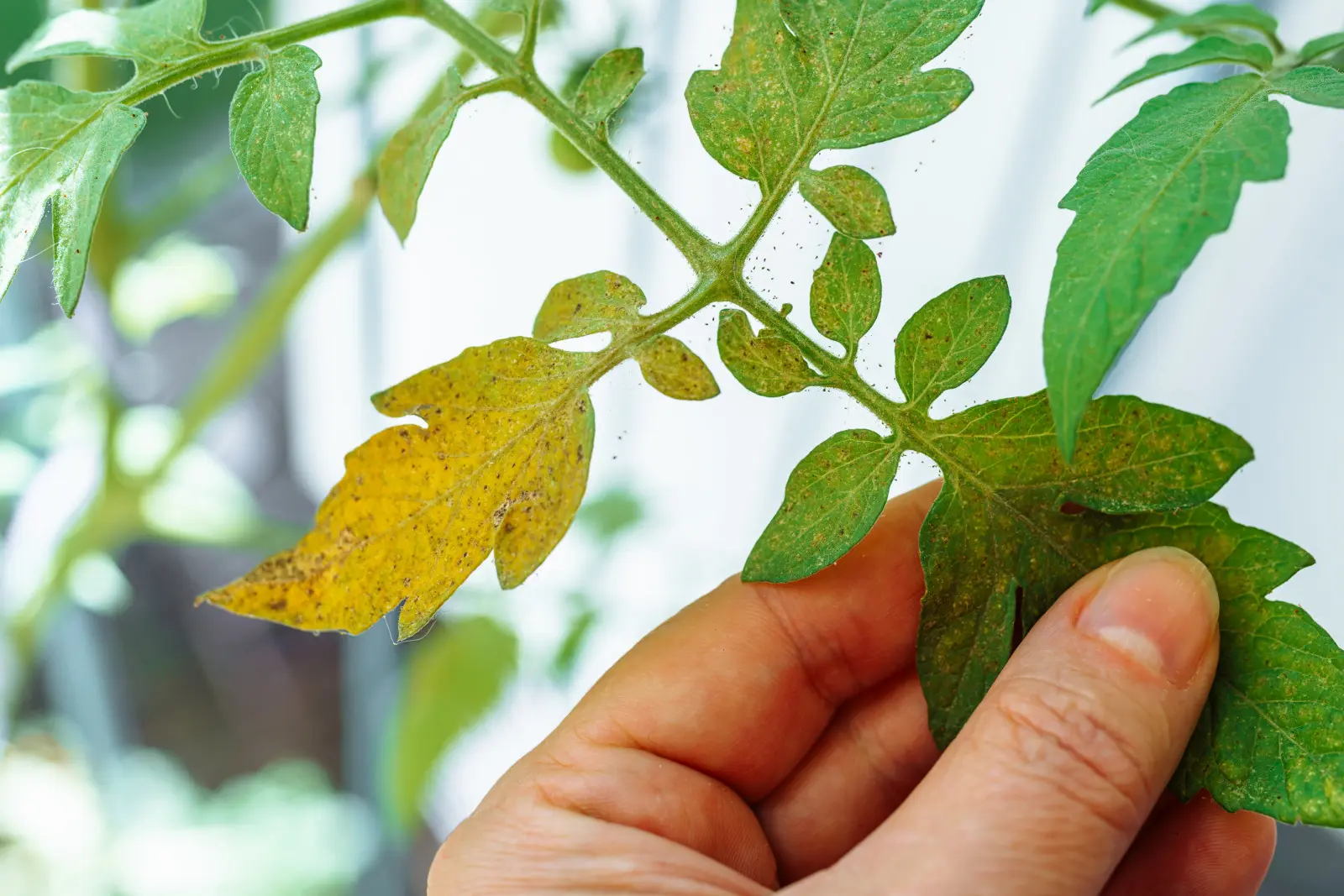 Une légère toile d'araignée sur les tomates est un mauvais signe. Vérifiez quoi faire