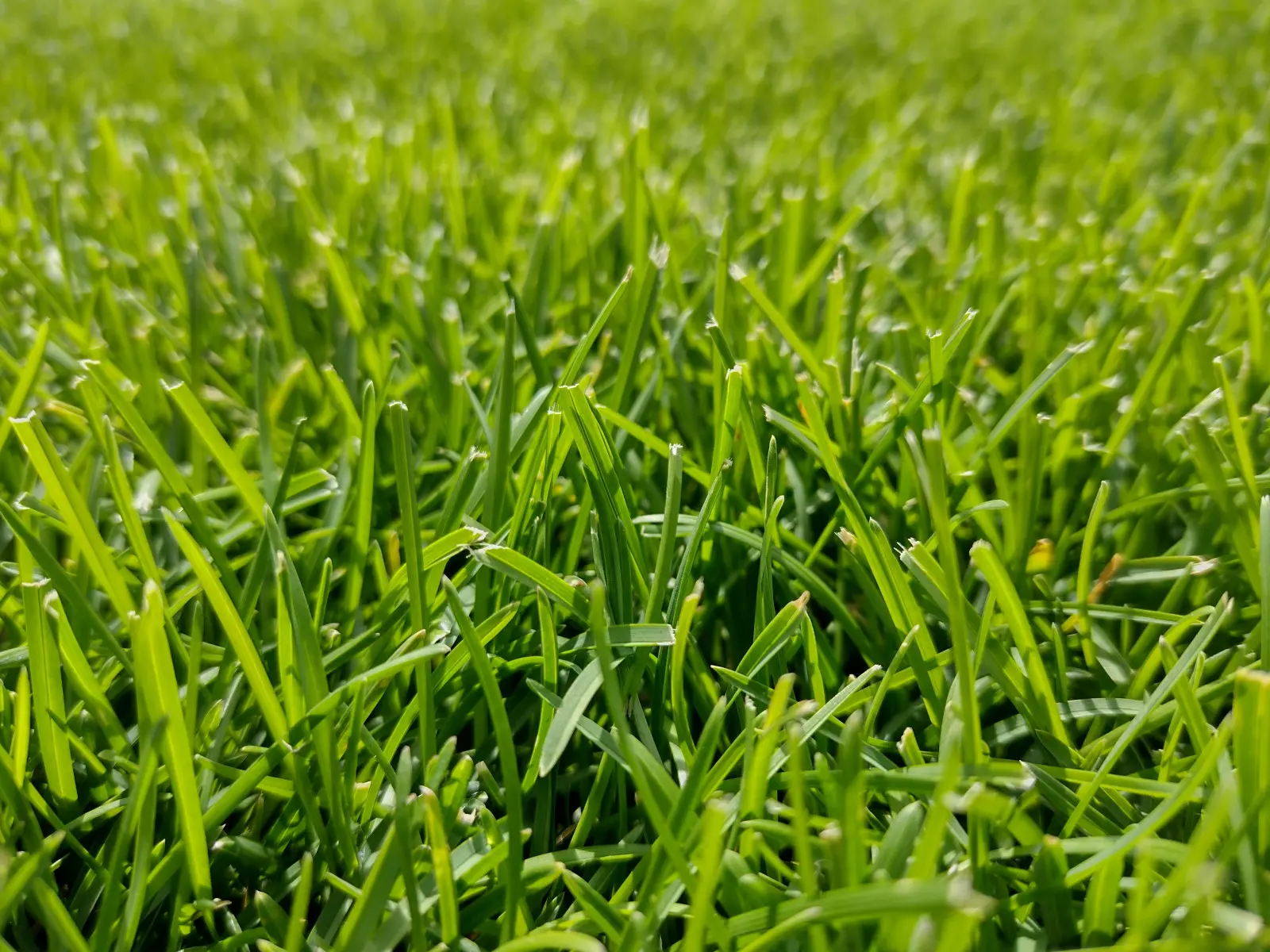 Une pelouse trop fertilisée pousse rapidement. Un excès d'azote peut l'affaiblir