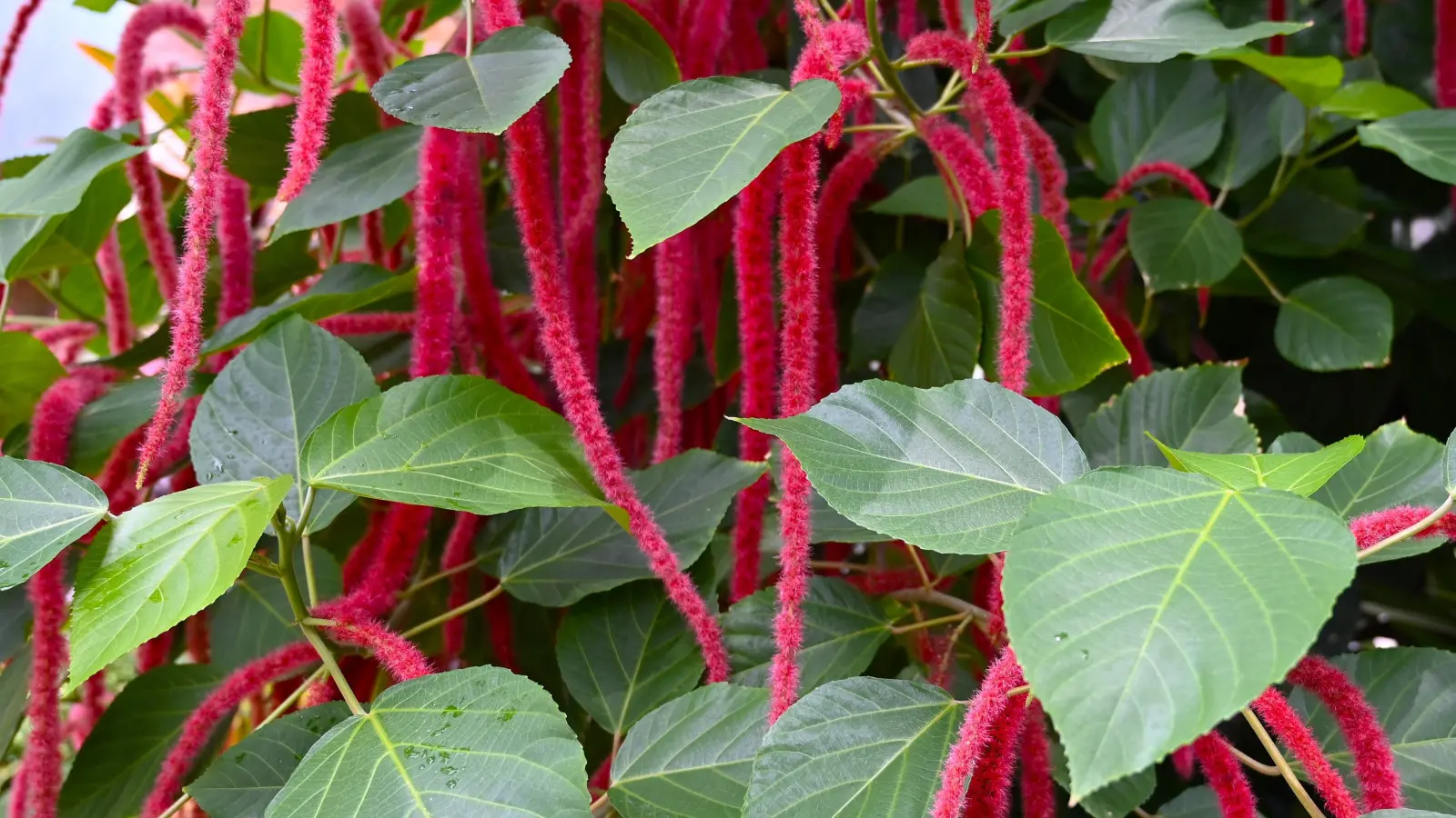 Urticaire/quenouilles (Acalypha)
