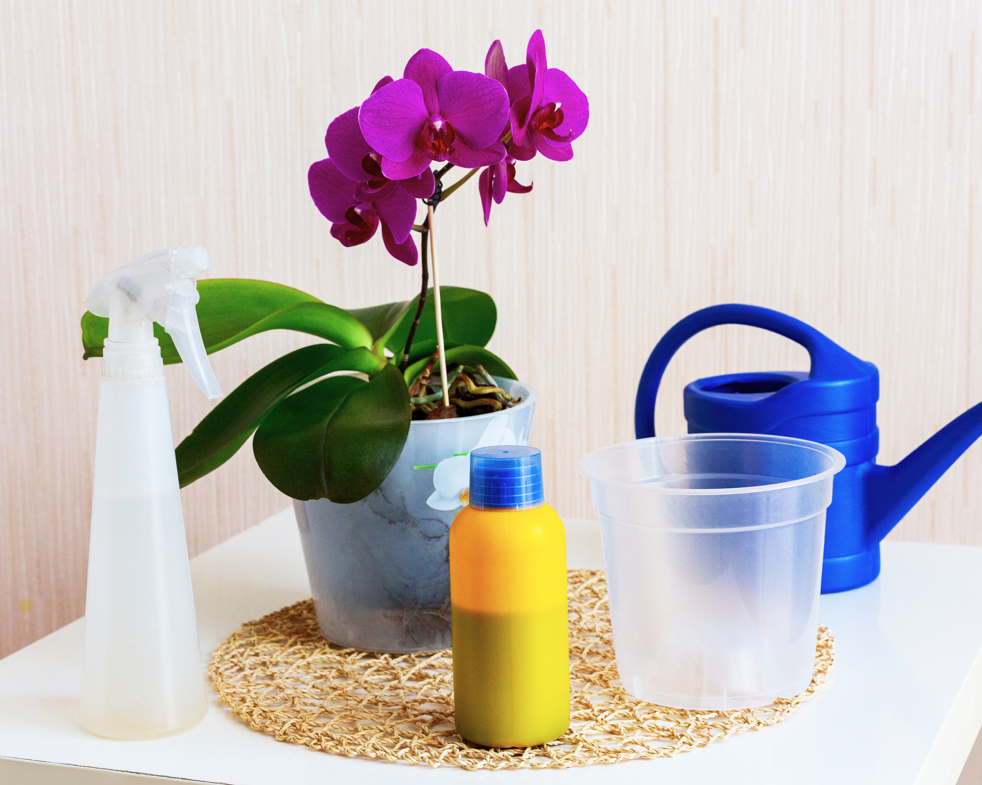 orchidée avec engrais et pot et arrosoir sur table