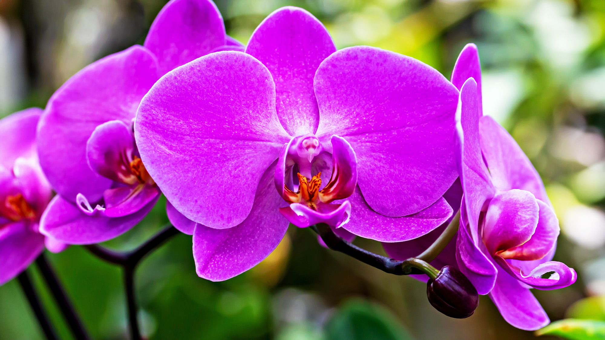Ce dont les orchidées ont besoin en juillet pour déclencher davantage de fleurs