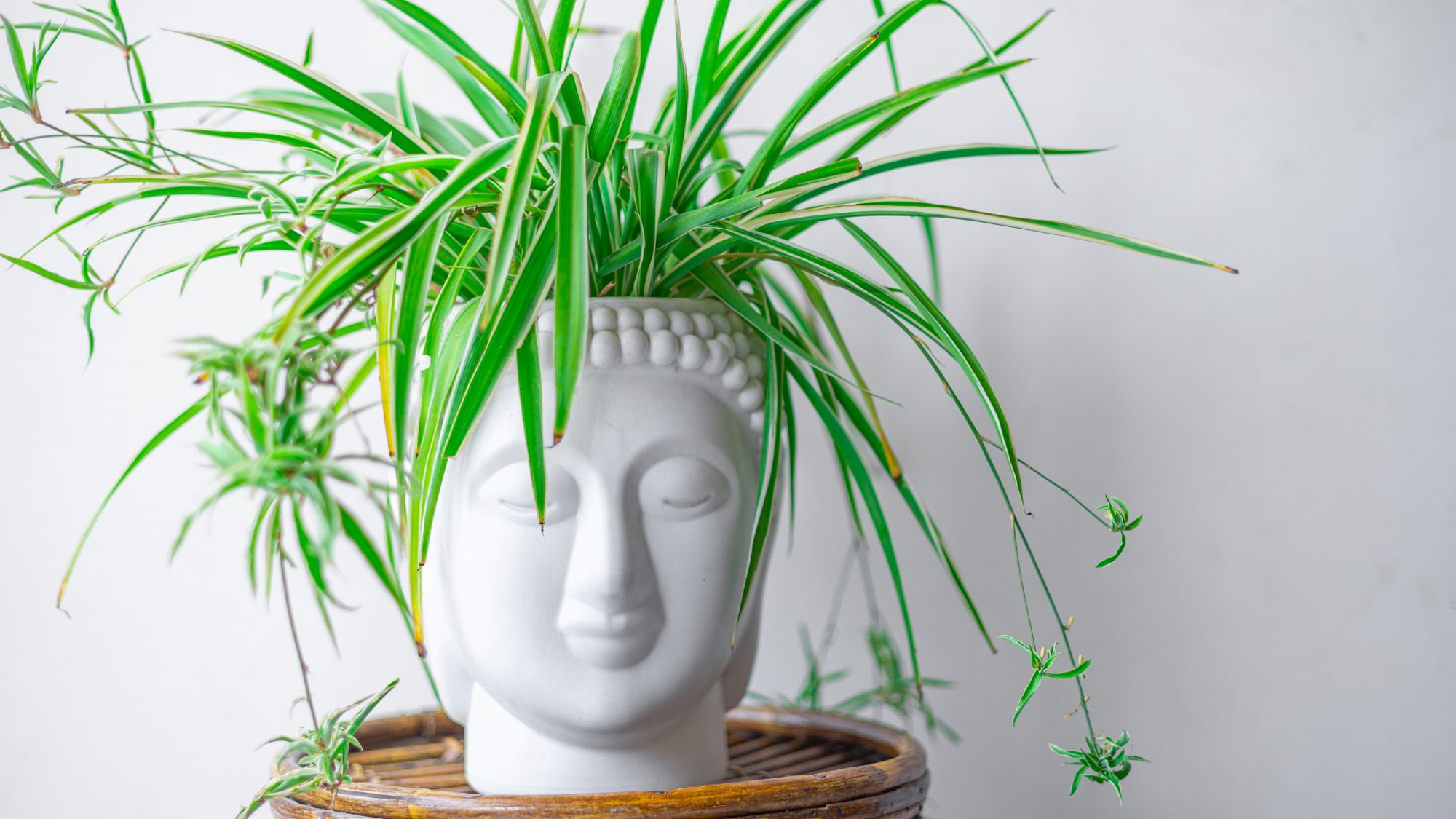 Que faire avec une plante araignée en juillet – 6 tâches faciles