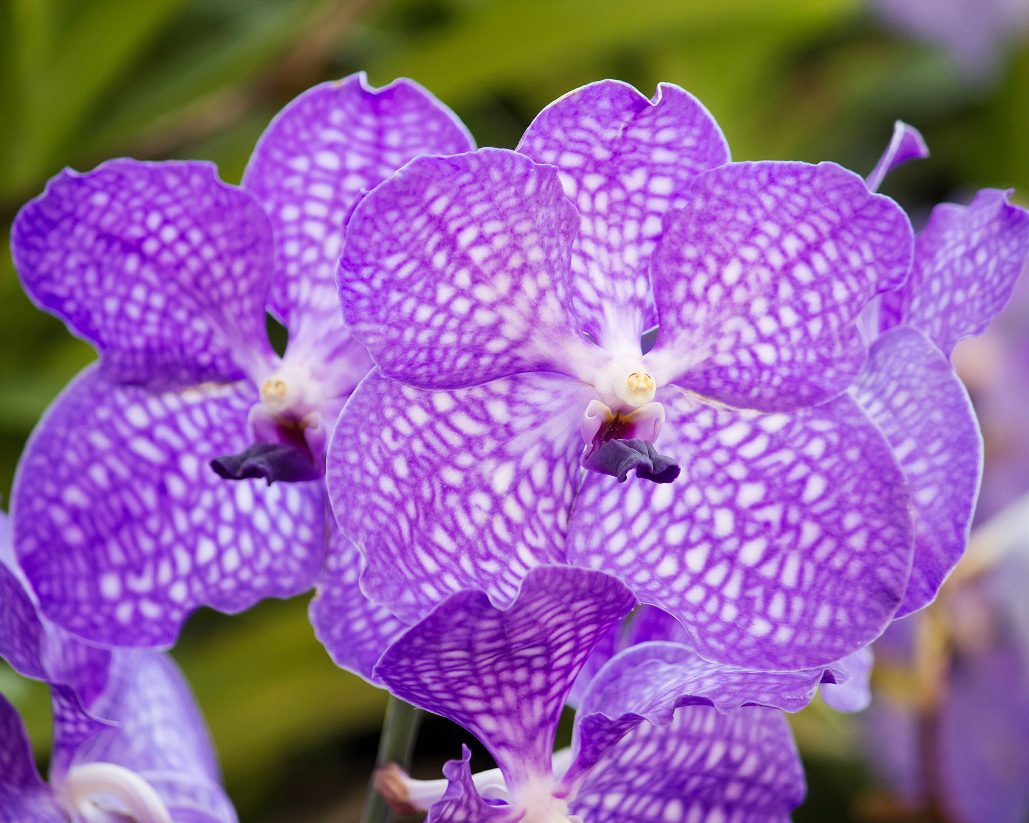 Fleurs d'orchidées vanda violettes