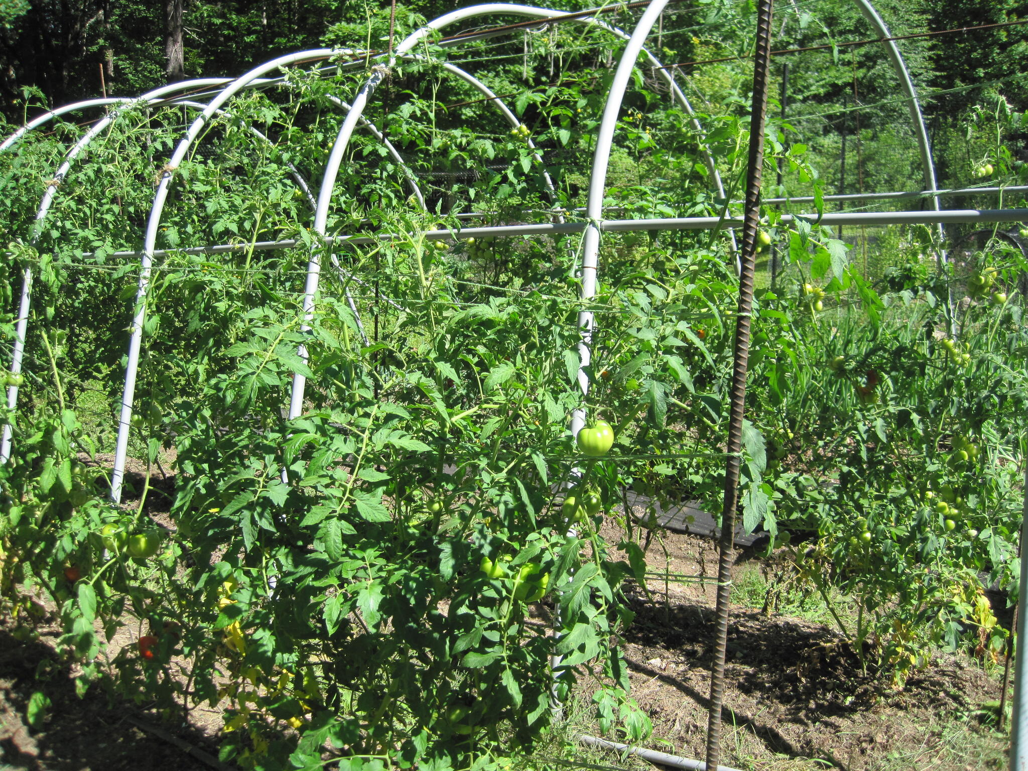treillis de tomates indéterminé