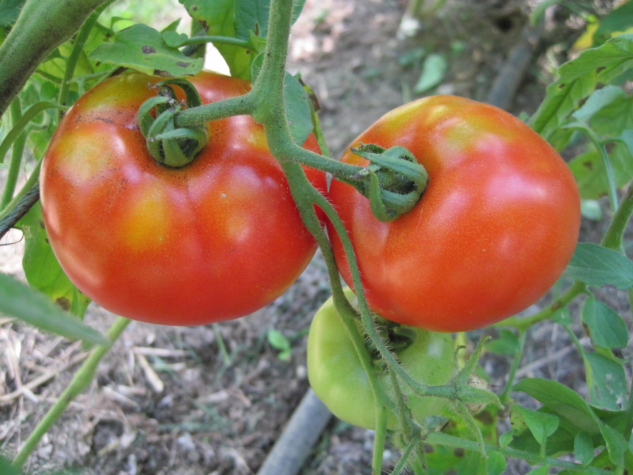 Plants de tomates indéterminés