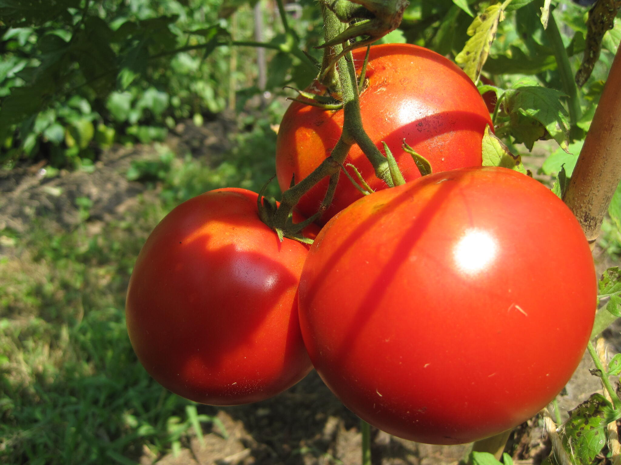 Plant de tomate ruban bleu