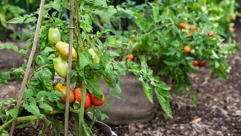 Tomates déterminées ou indéterminées : quelle est la différence ?