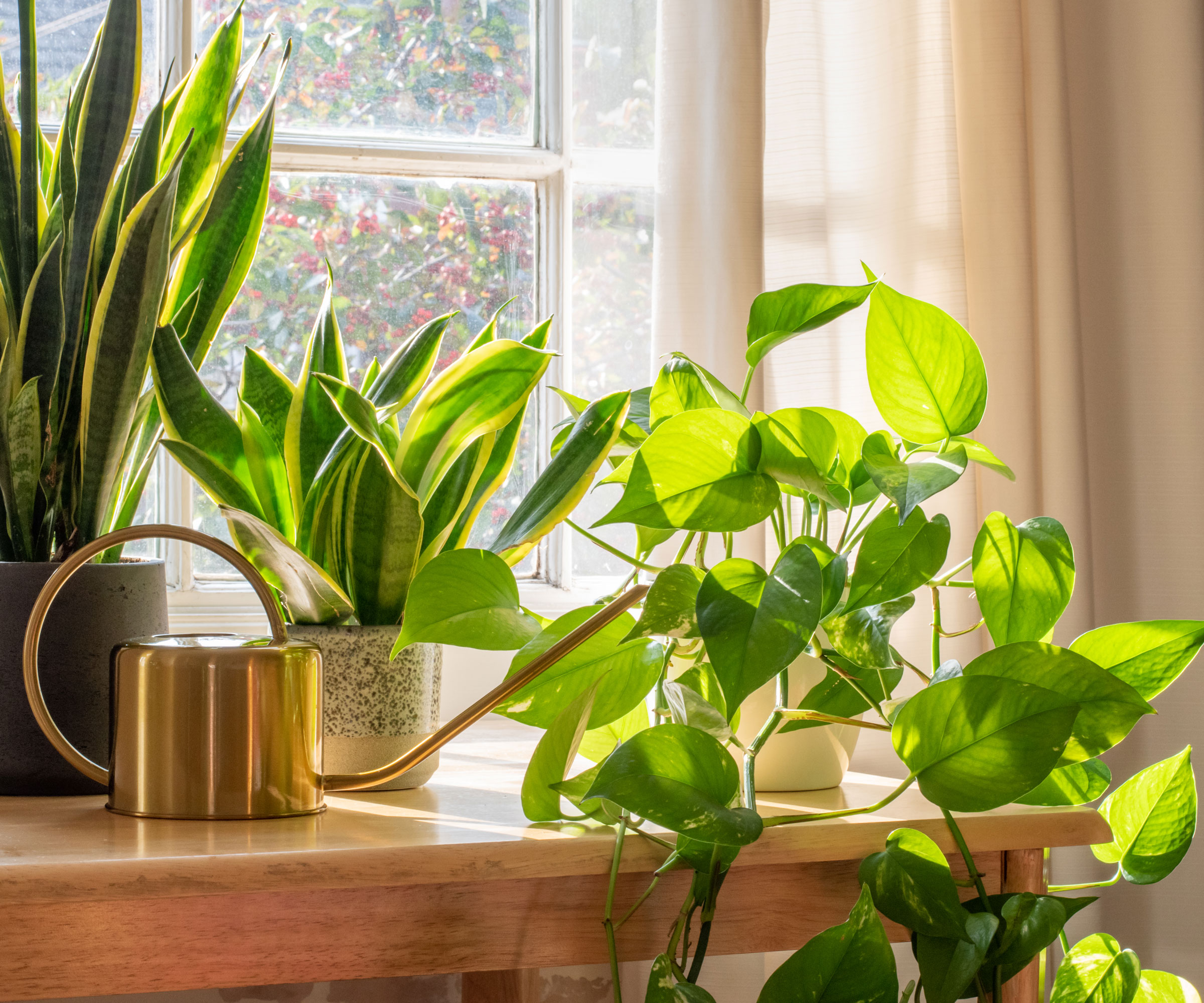 Arrosoir en métal sur la fenêtre à côté de l'usine de pothos avec de la lumière traversant