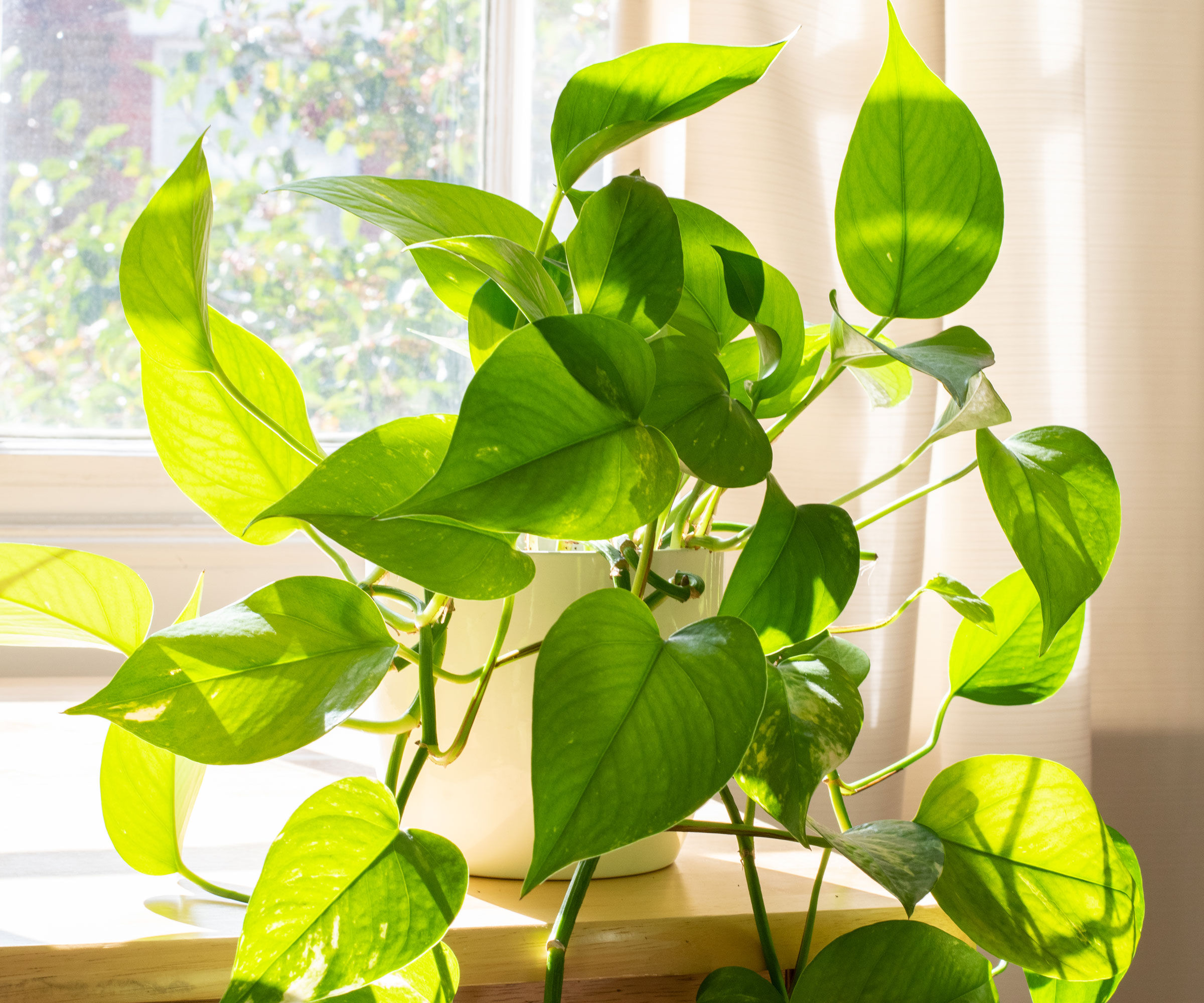 plante pothos dans le rebord de la fenêtre avec des feuilles qui frappent le soleil