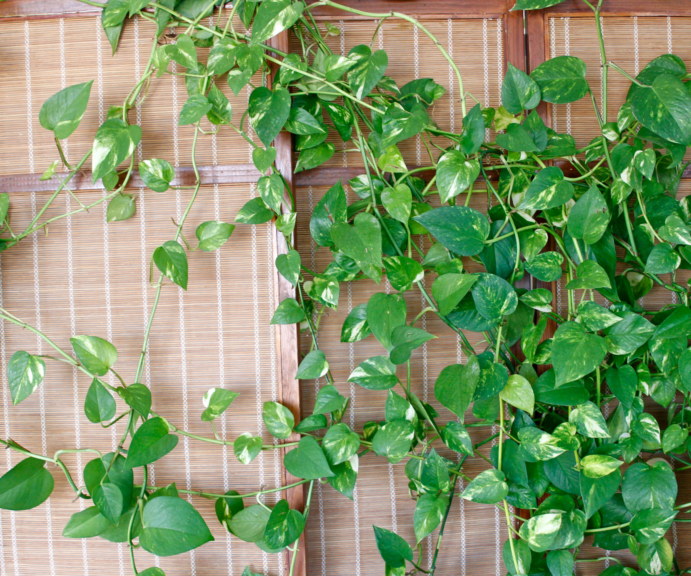 plante pothos qui traîne jusqu'à l'écran en rotin