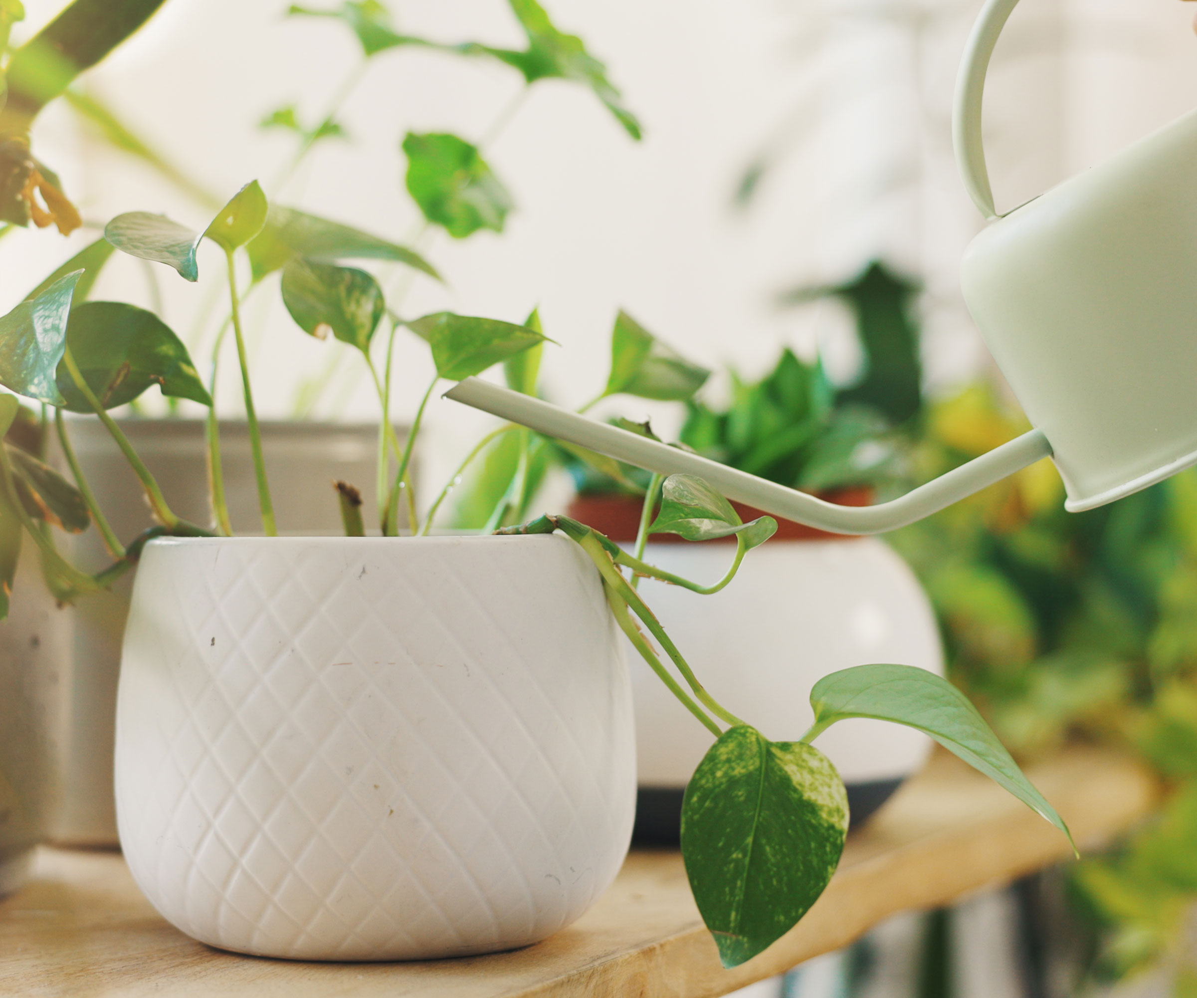 arrosoir blanc versant de l'eau dans des pothos à l'intérieur d'un récipient blanc