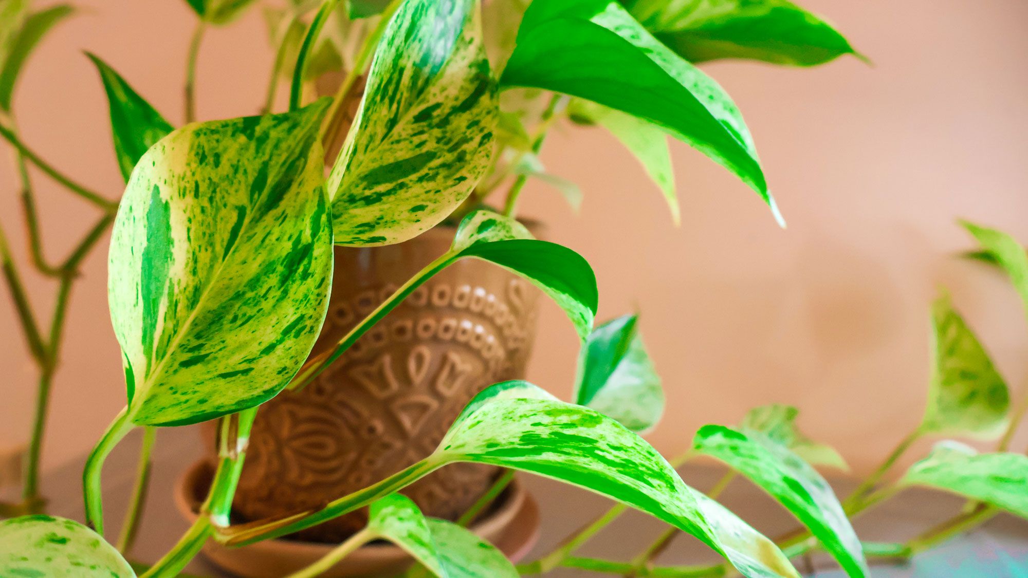 Que faire avec un pothos en juillet pour des vignes plus longues et plus pleines